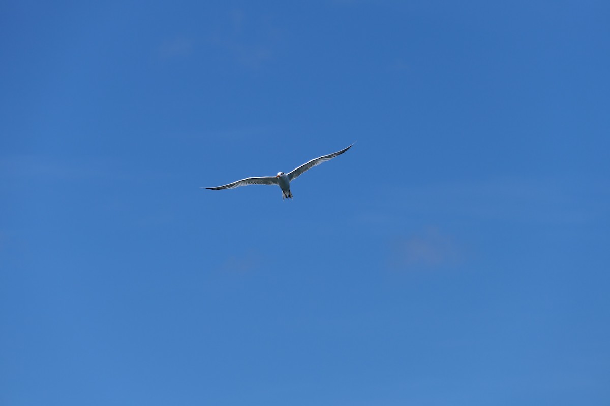 Royal Tern - ML642973501