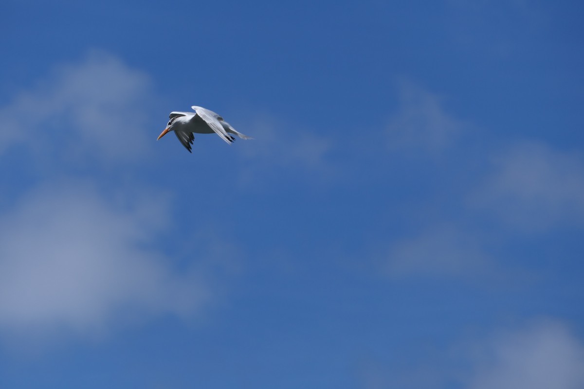 Royal Tern - ML642973502