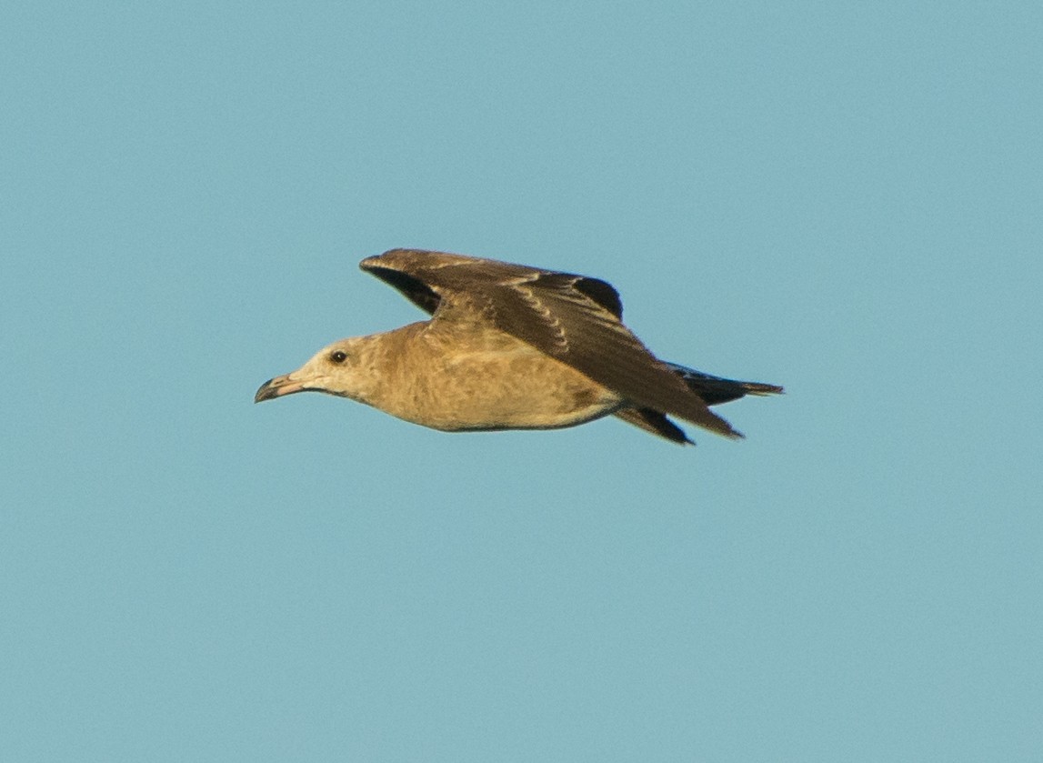 Audouin's Gull - ML642973509