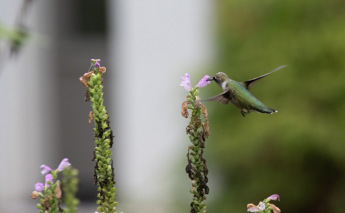 Ruby-throated Hummingbird - ML642973522