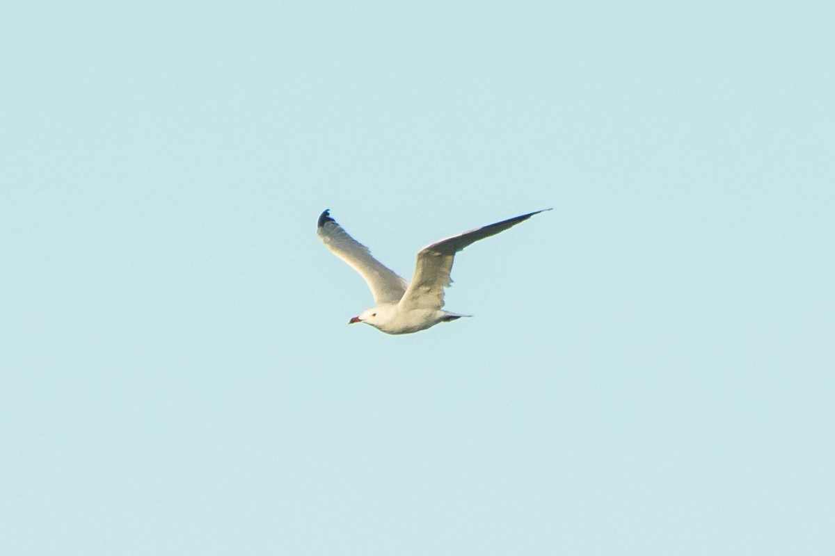 Audouin's Gull - ML642973523