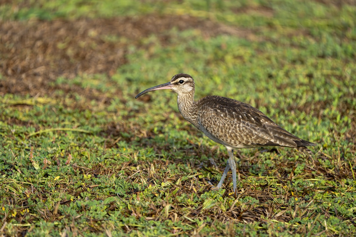 Hudsonian Whimbrel - ML642973524
