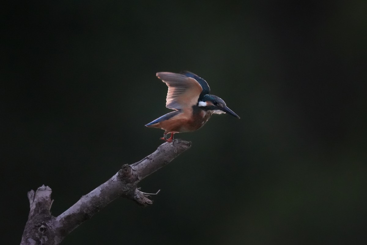 Common Kingfisher - ML642973525