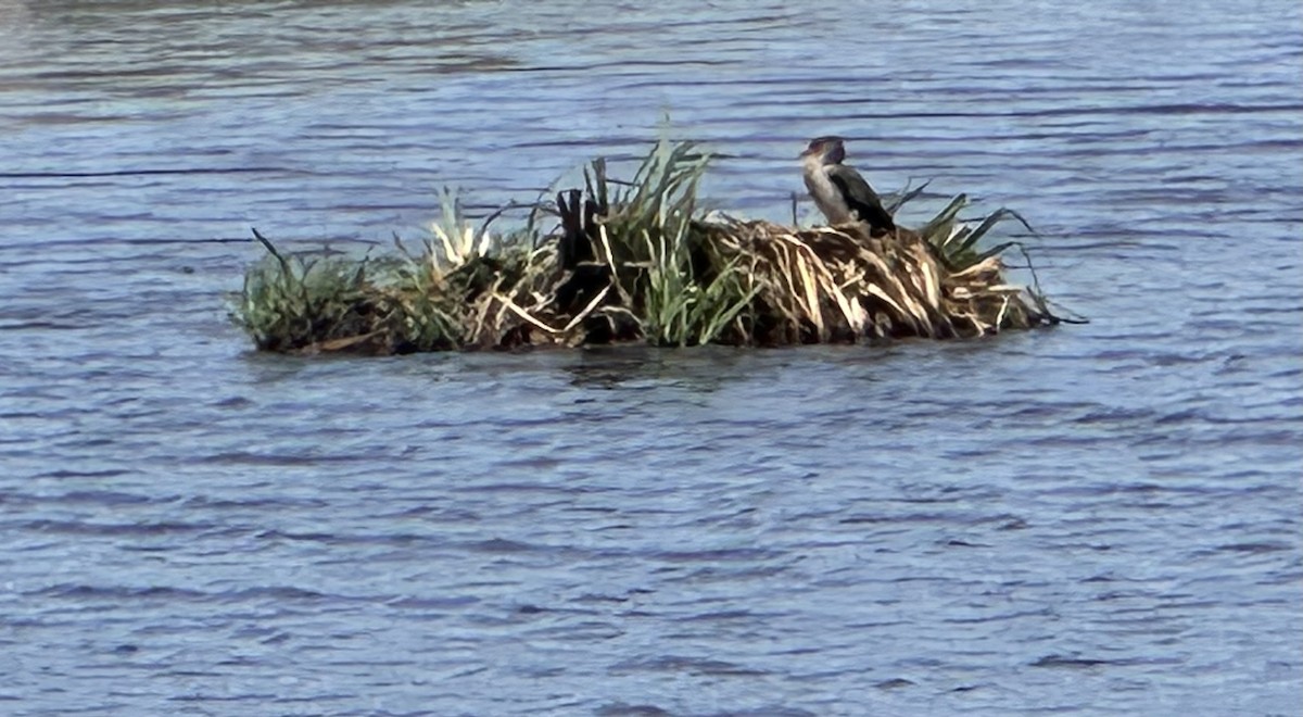 Great Cormorant (White-breasted) - ML642973540