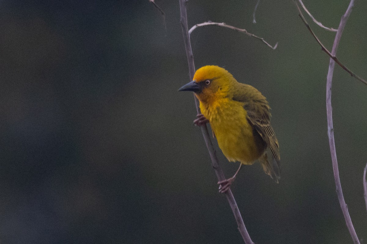 Cape Weaver - ML642973546