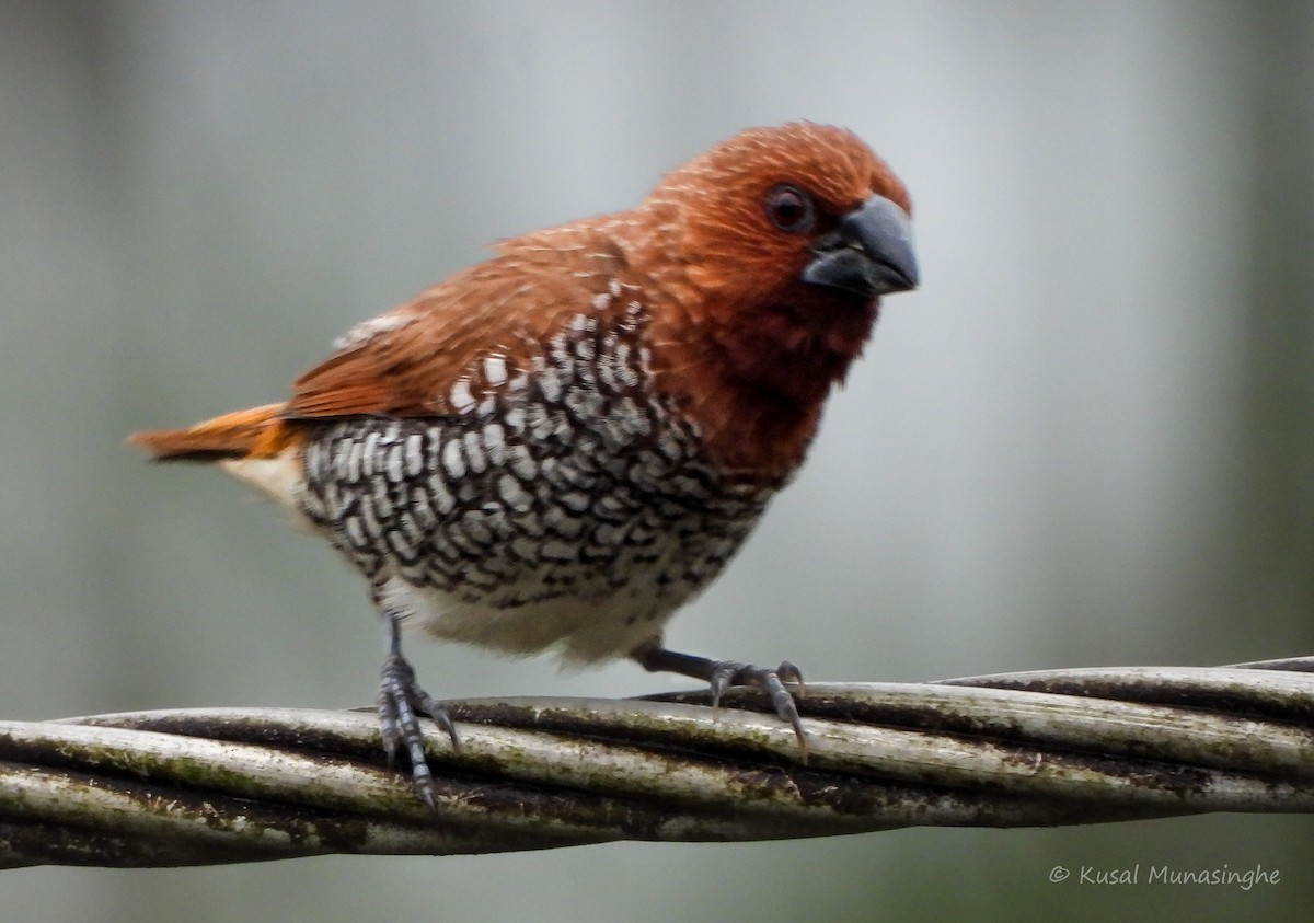 Munia pettosquamato - ML642973568