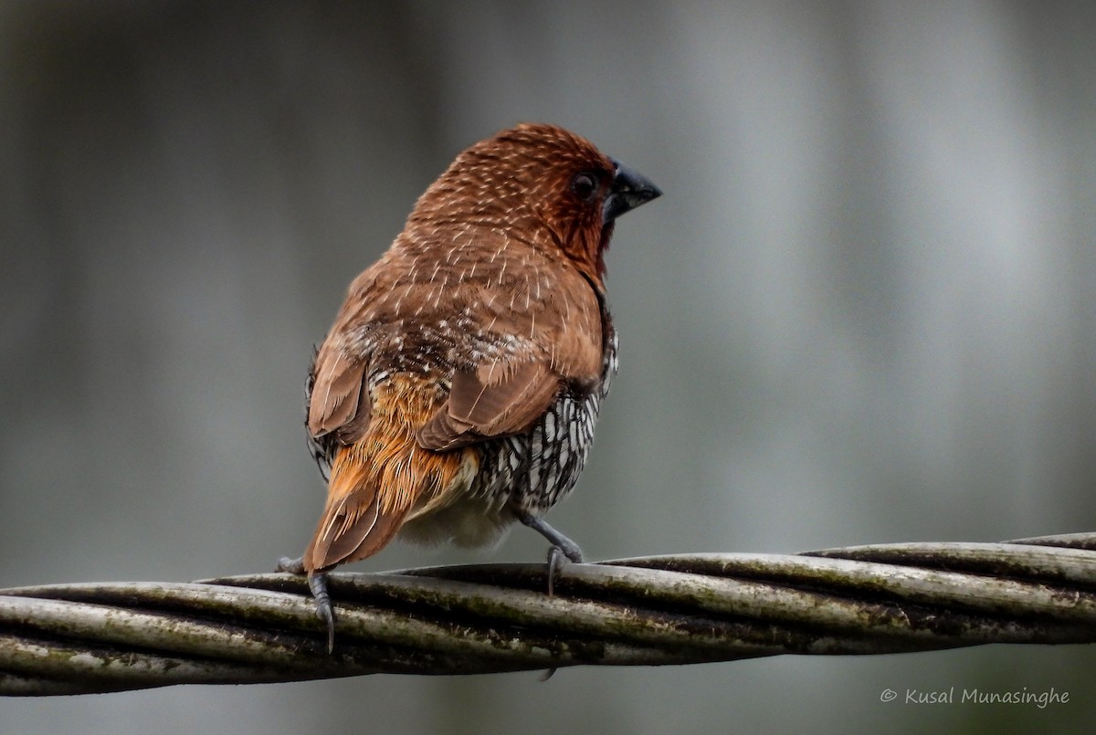 Munia pettosquamato - ML642973570