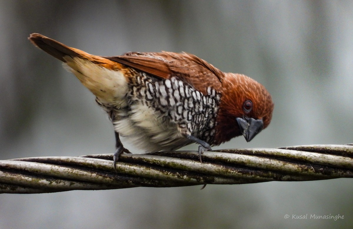 Munia pettosquamato - ML642973572