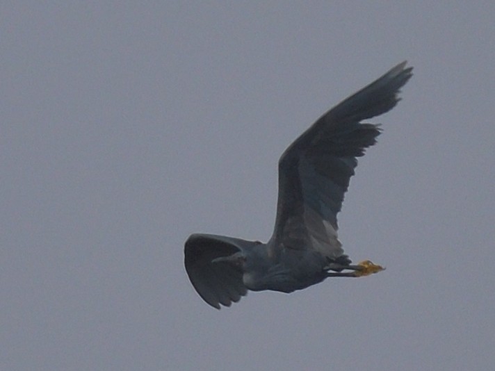 Black Heron - ML642973586