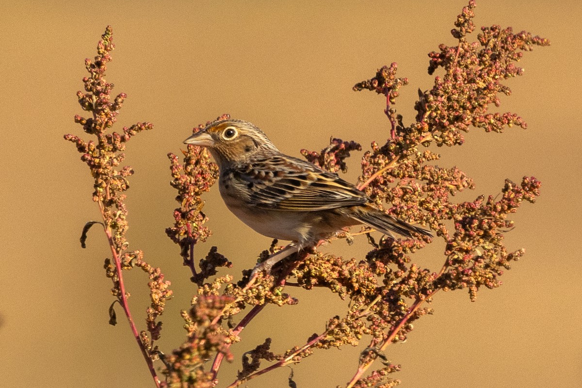 Grasshopper Sparrow - ML642973598