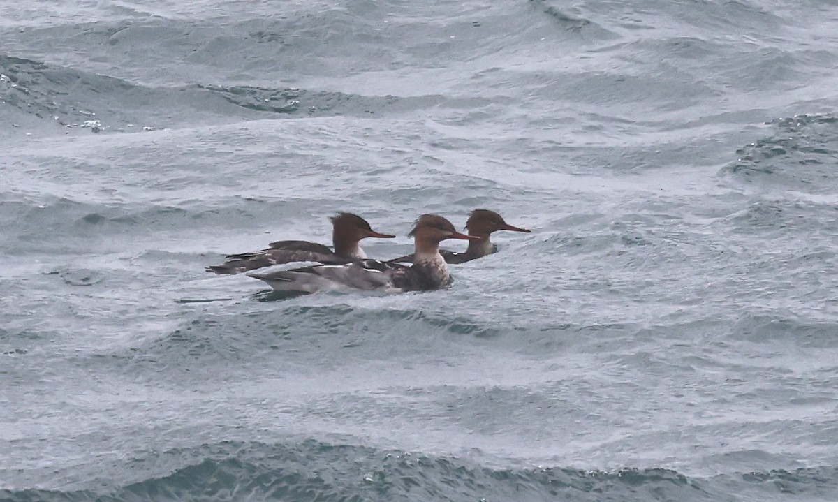 Red-breasted Merganser - ML642973611
