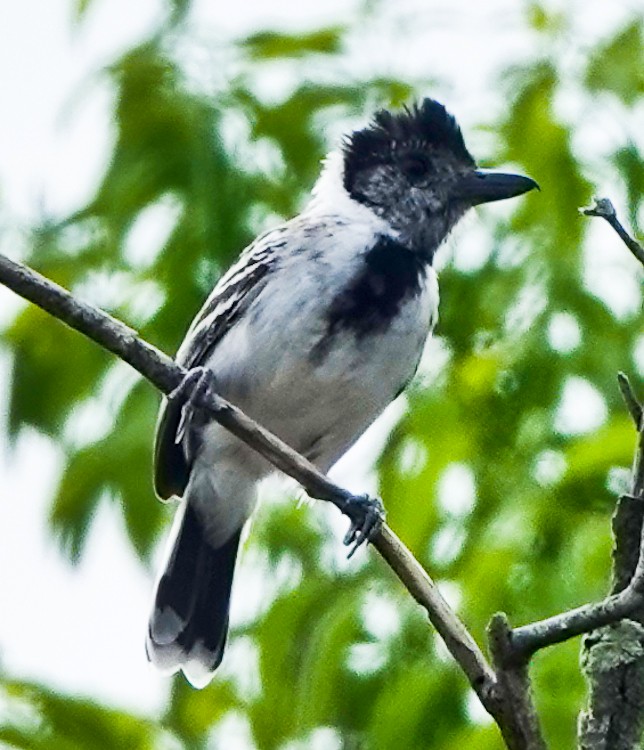 Collared Antshrike (shumbae) - ML642973618