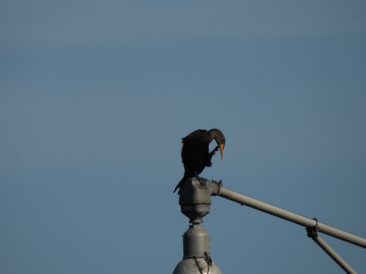 Double-crested Cormorant - ML642973622