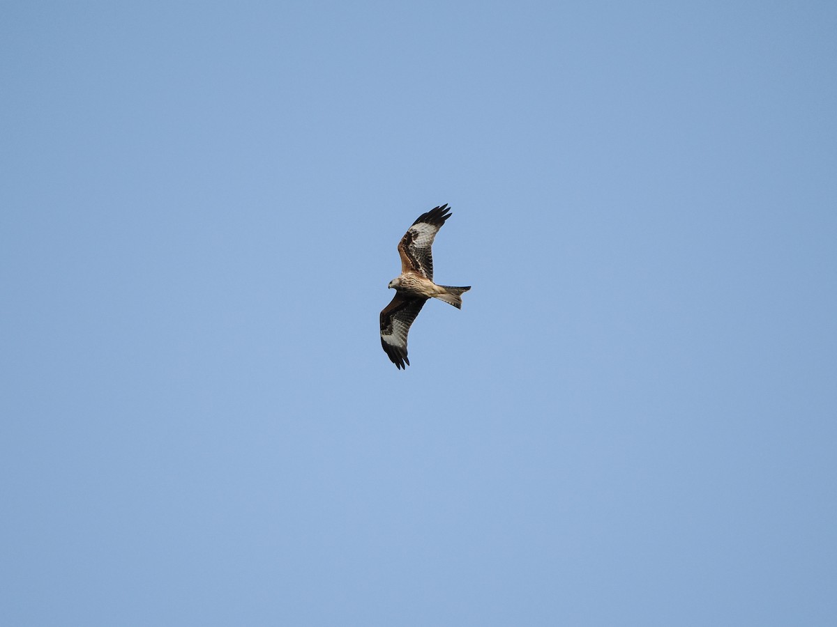 Red Kite - ML642973624