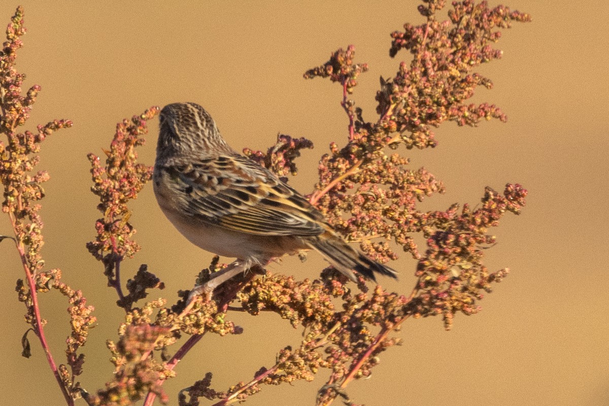 Grasshopper Sparrow - ML642973626