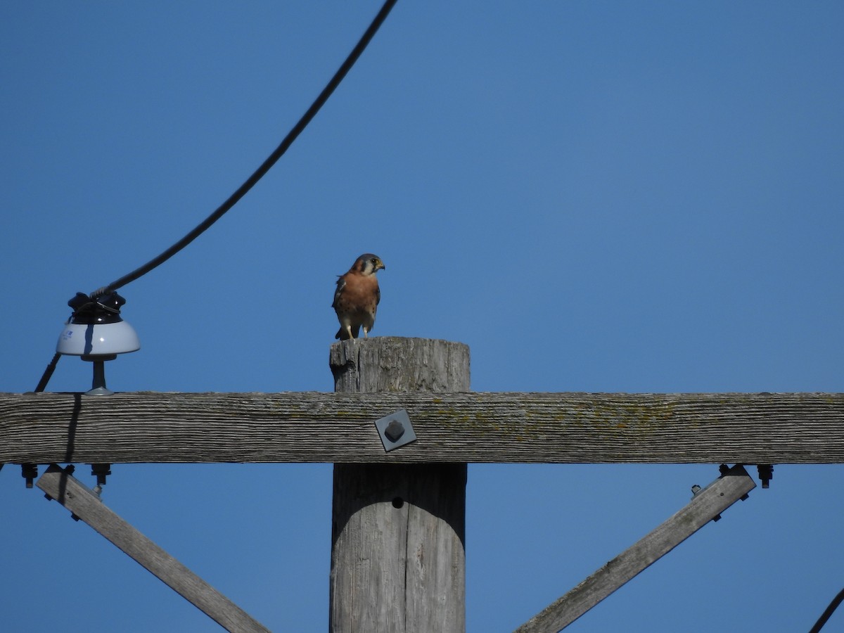 American Kestrel - ML642973633