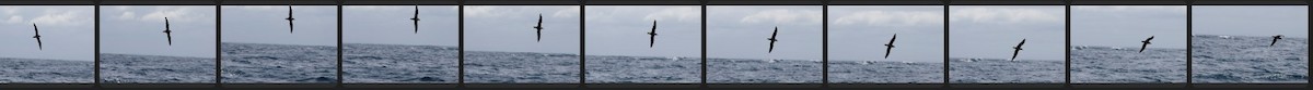 Wedge-tailed Shearwater - ML642973637