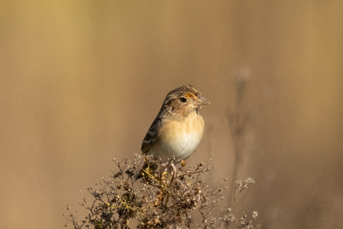 Grasshopper Sparrow - ML642973644