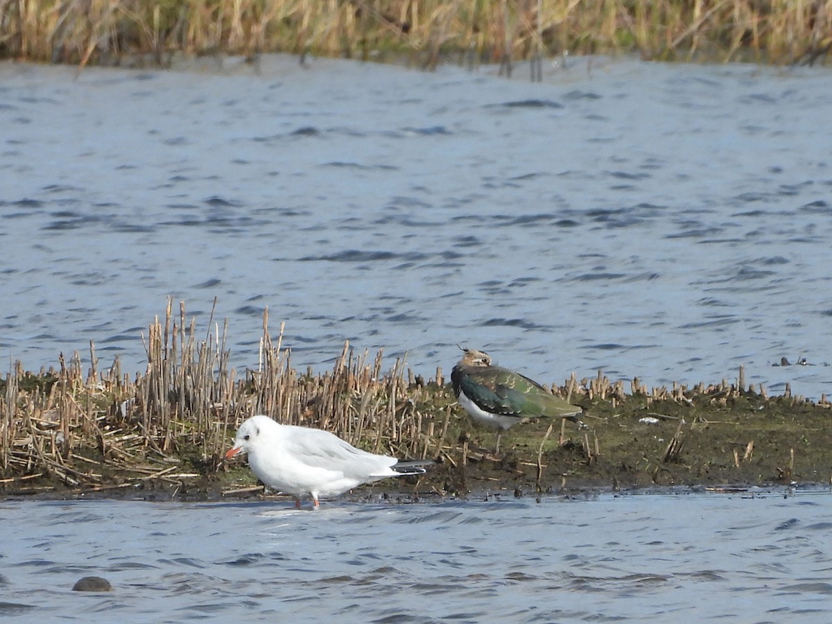 Black-headed Gull - ML642973658