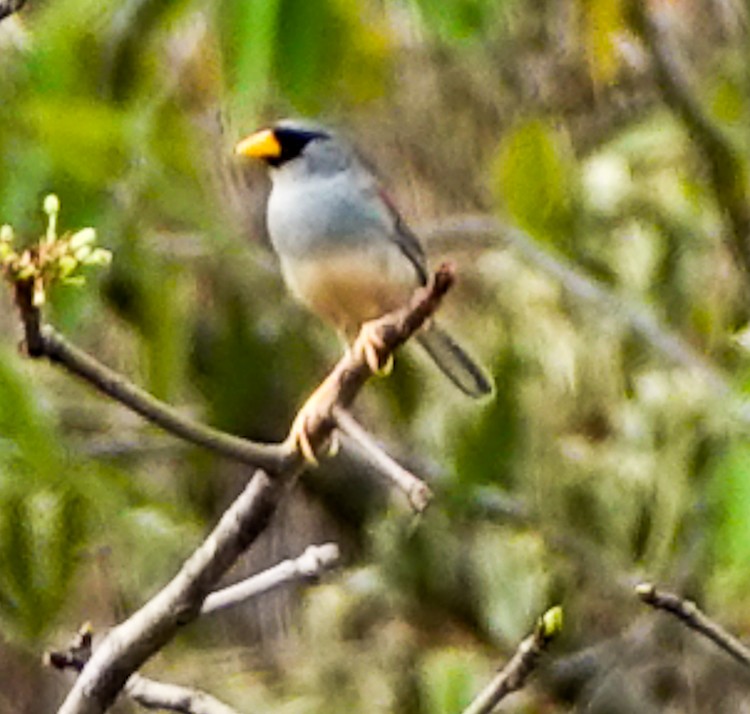 Little Inca-Finch - ML642973662