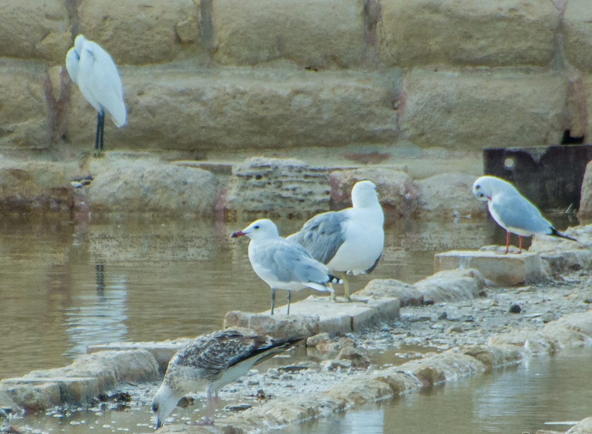 Audouin's Gull - ML642973665