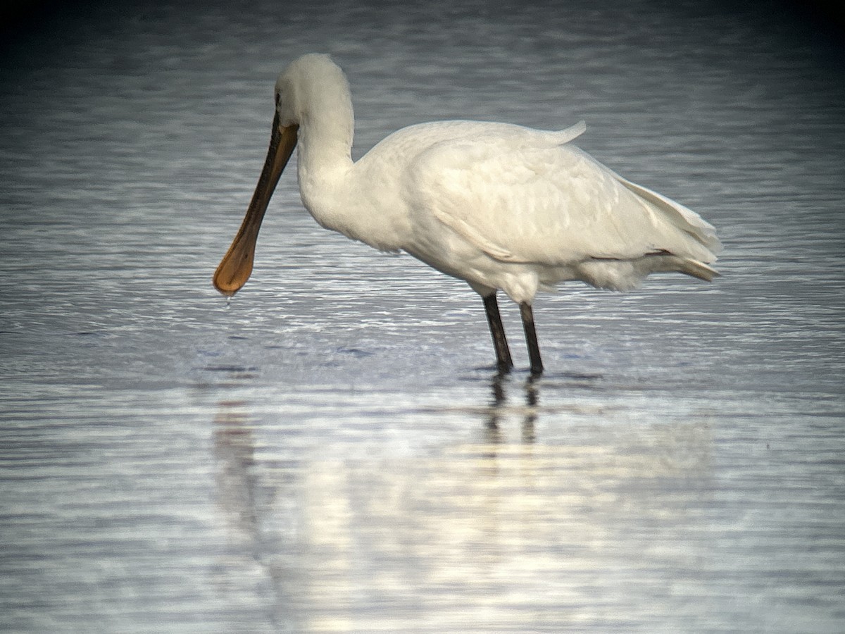 Eurasian Spoonbill - ML642973670