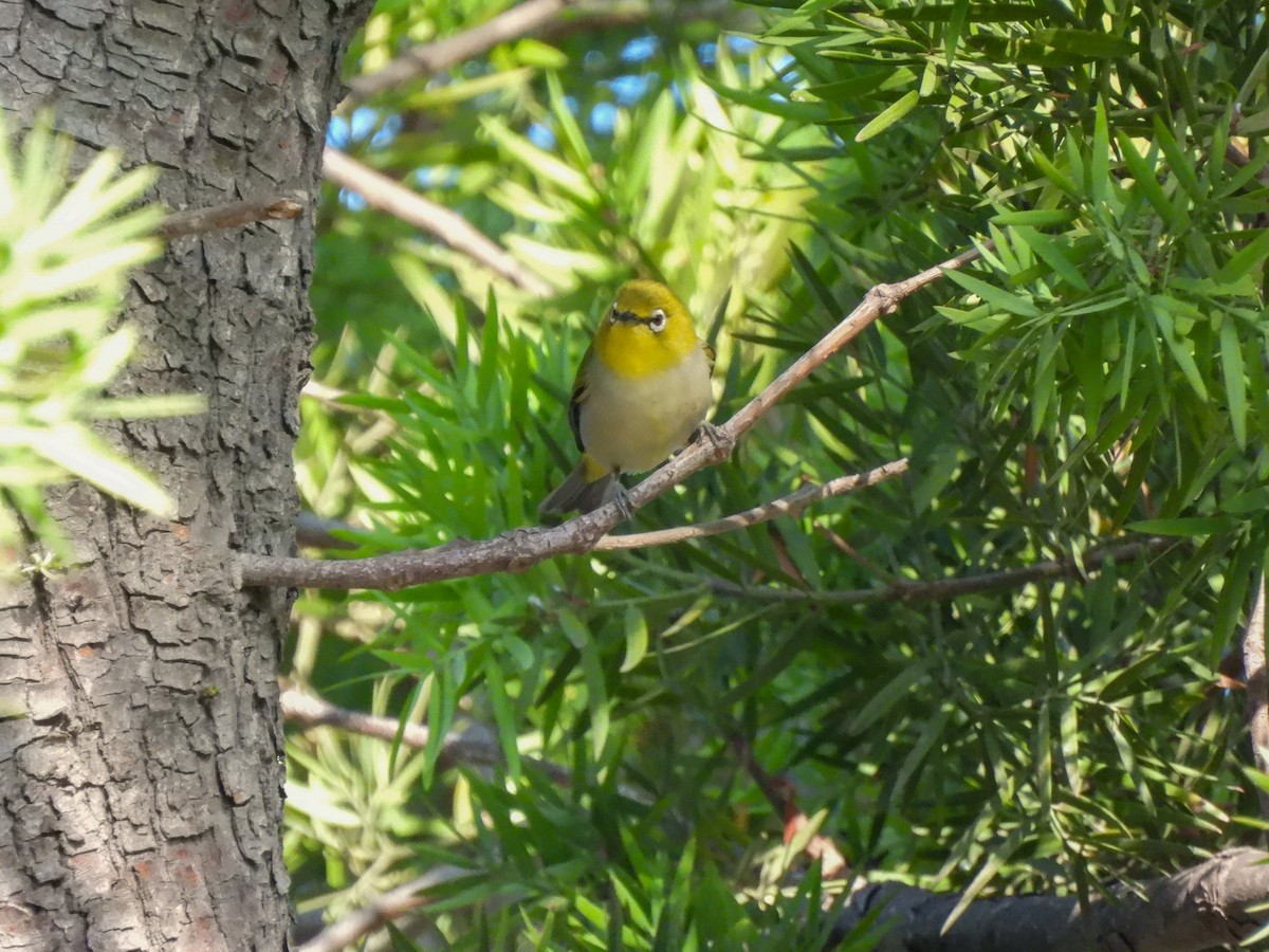 Swinhoe's White-eye - ML642973676