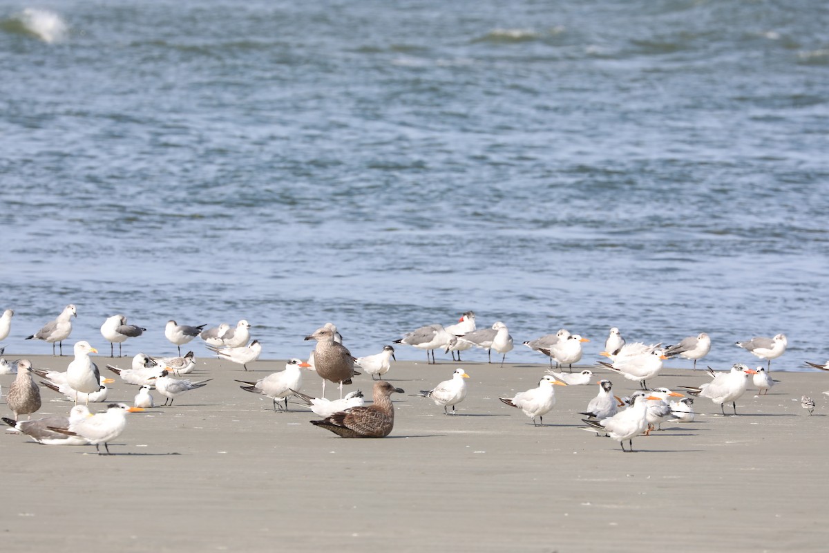 Royal Tern - ML642973688