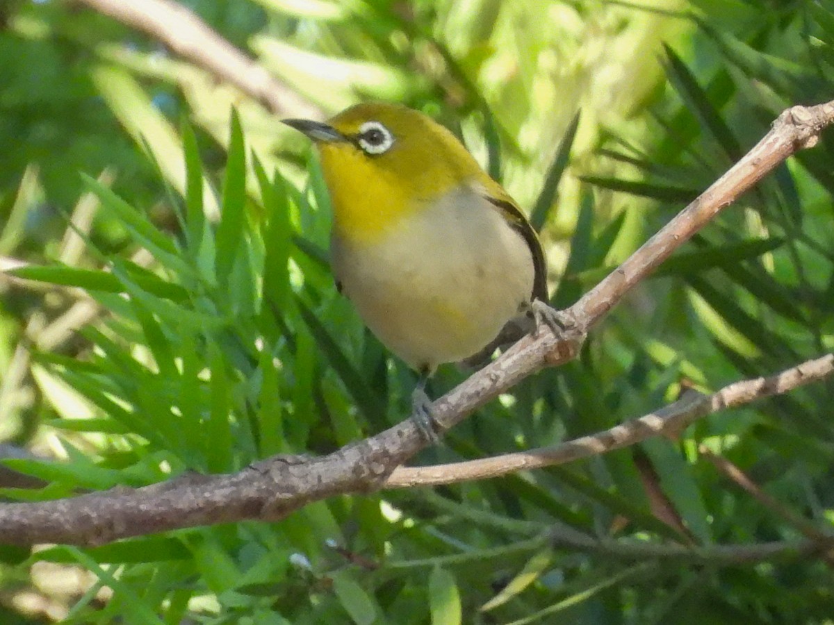 Swinhoe's White-eye - ML642973695