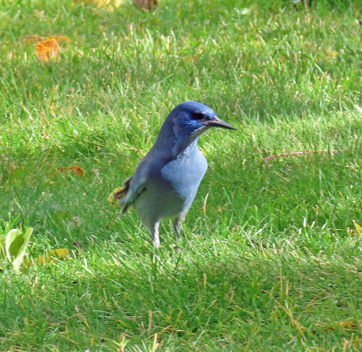Pinyon Jay - ML642973699