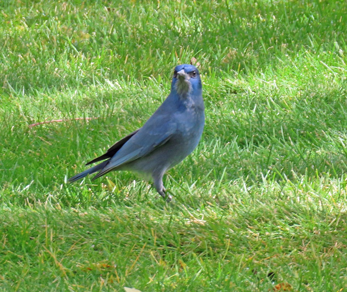 Pinyon Jay - ML642973701