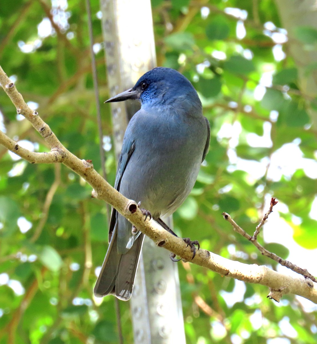 Pinyon Jay - ML642973702