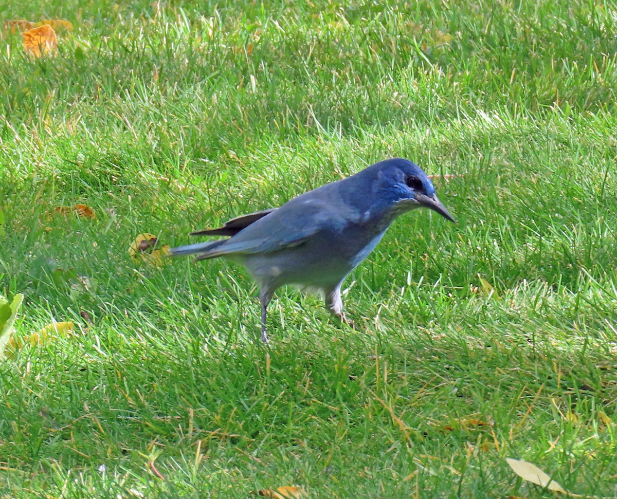 Pinyon Jay - ML642973703