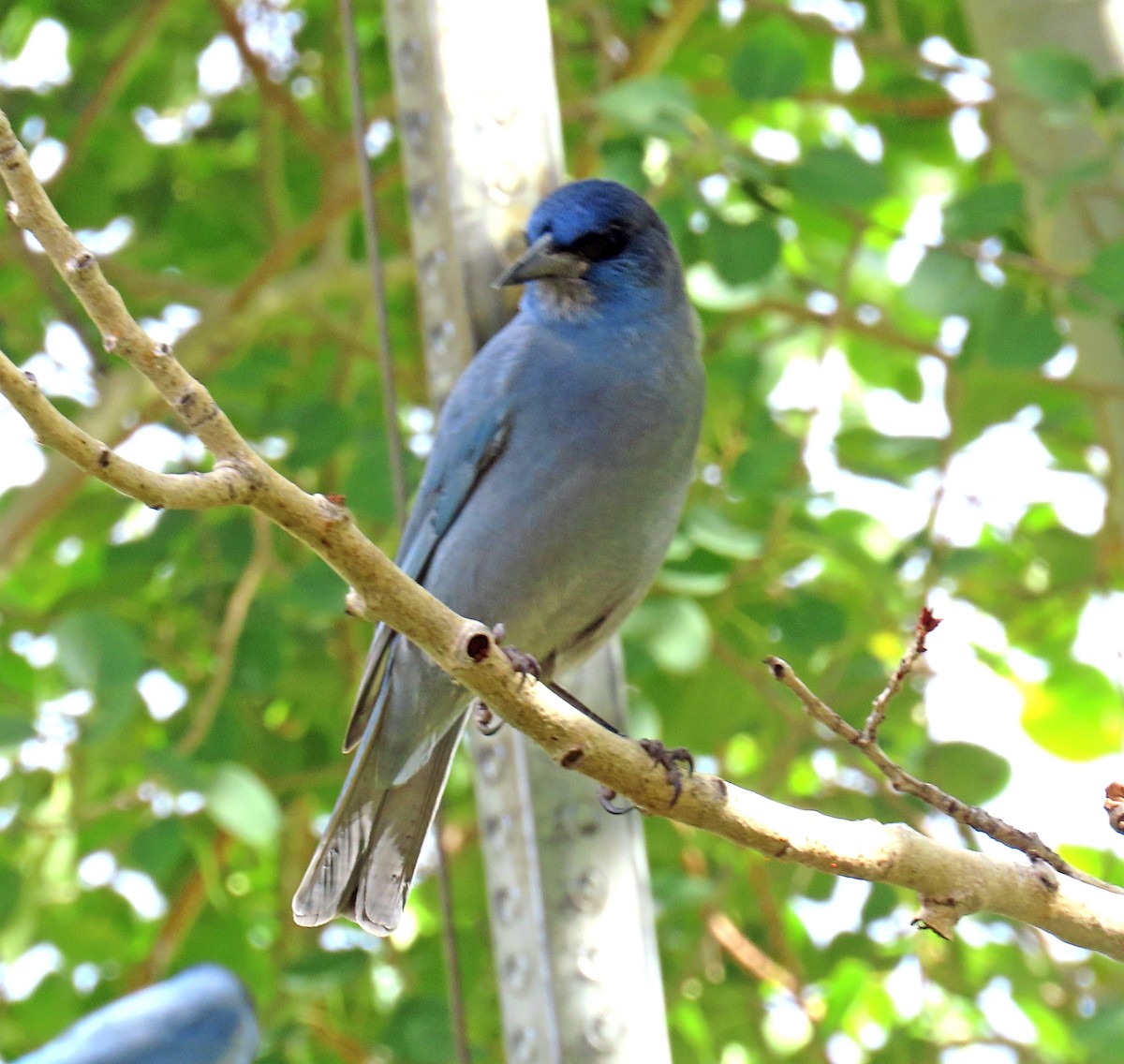 Pinyon Jay - ML642973704