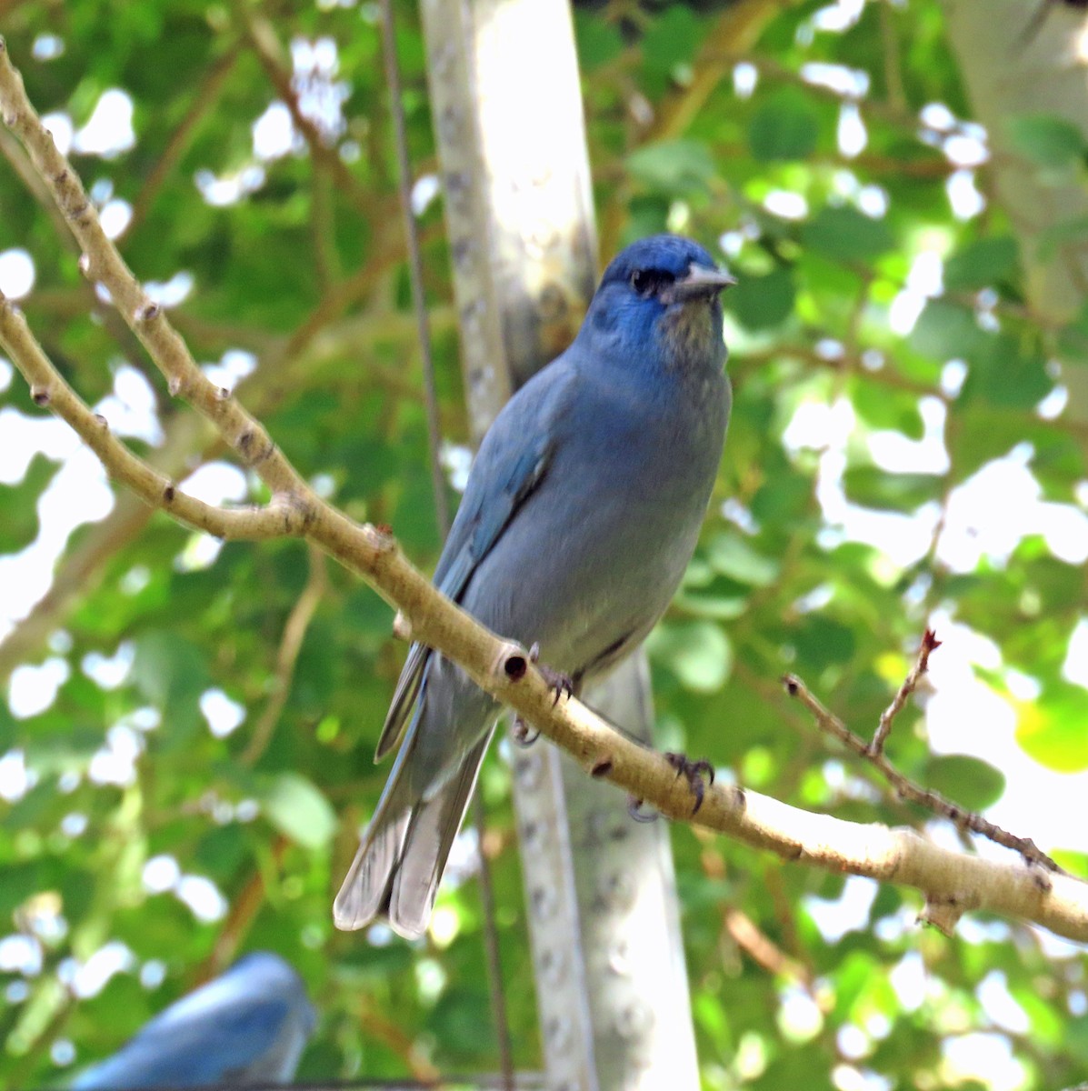 Pinyon Jay - ML642973705