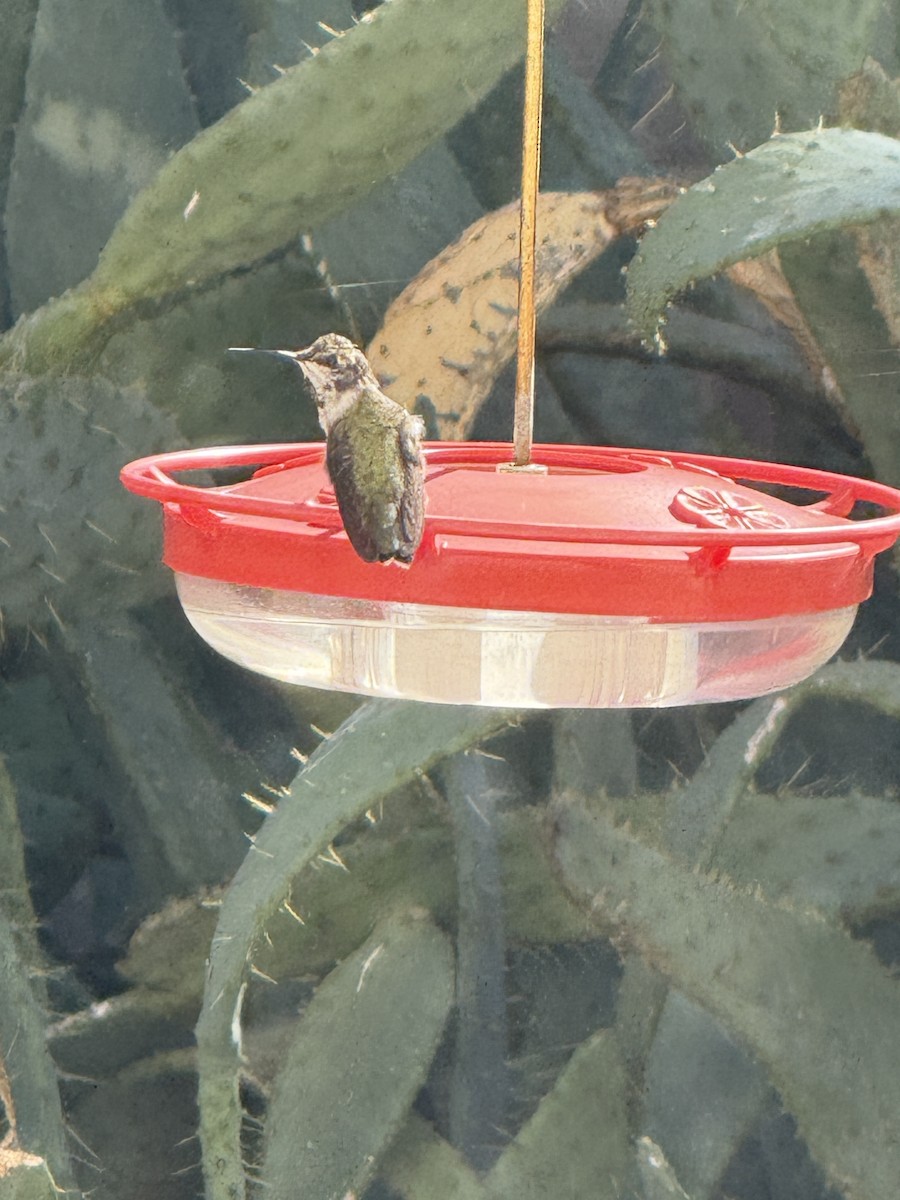 Black-chinned Hummingbird - ML642973718