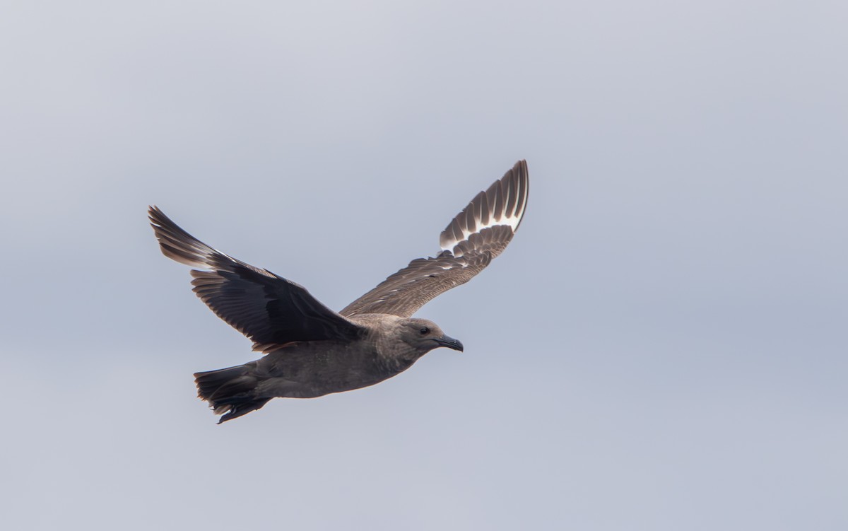 South Polar Skua - ML642973721