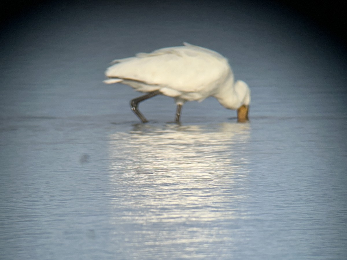 Eurasian Spoonbill - ML642973730