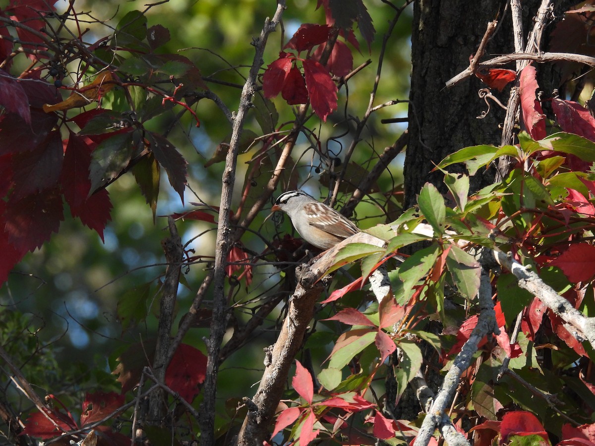 White-crowned Sparrow - ML642973736