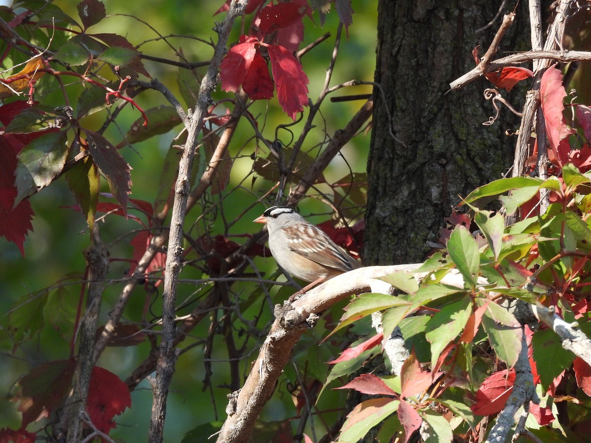 White-crowned Sparrow - ML642973743