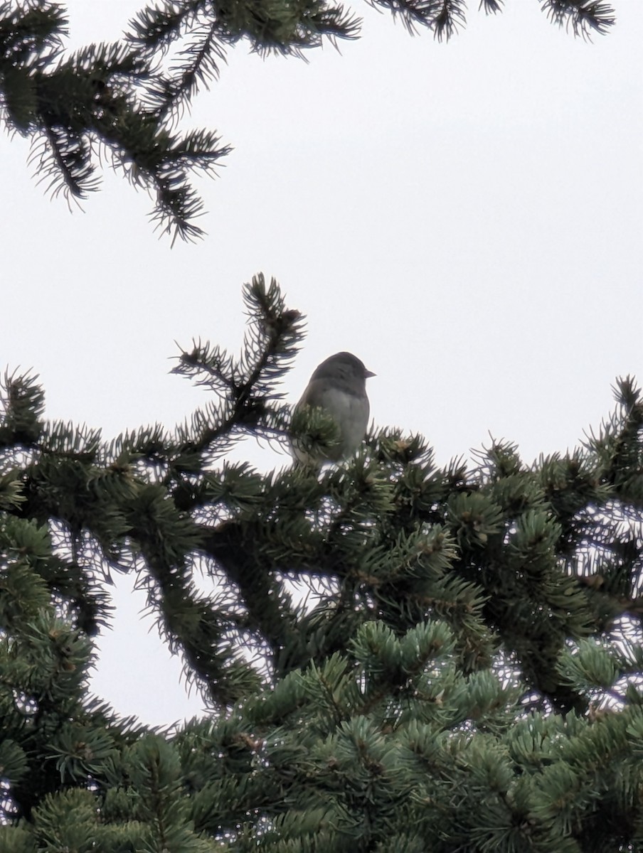 Dark-eyed Junco - ML642973744
