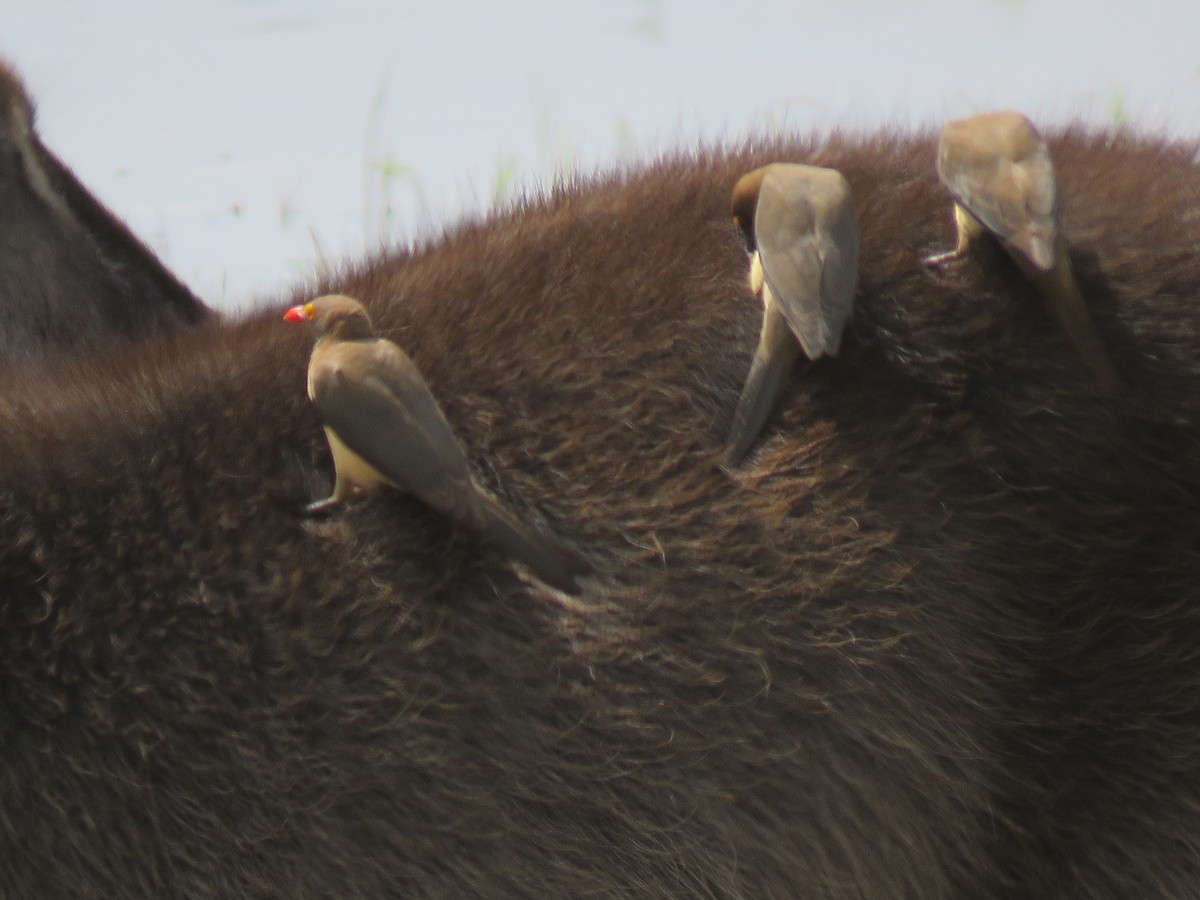 Red-billed Oxpecker - ML642973745