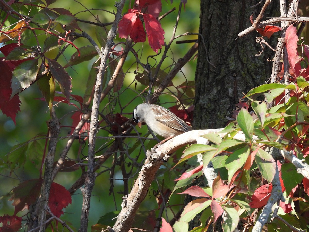 White-crowned Sparrow - ML642973752