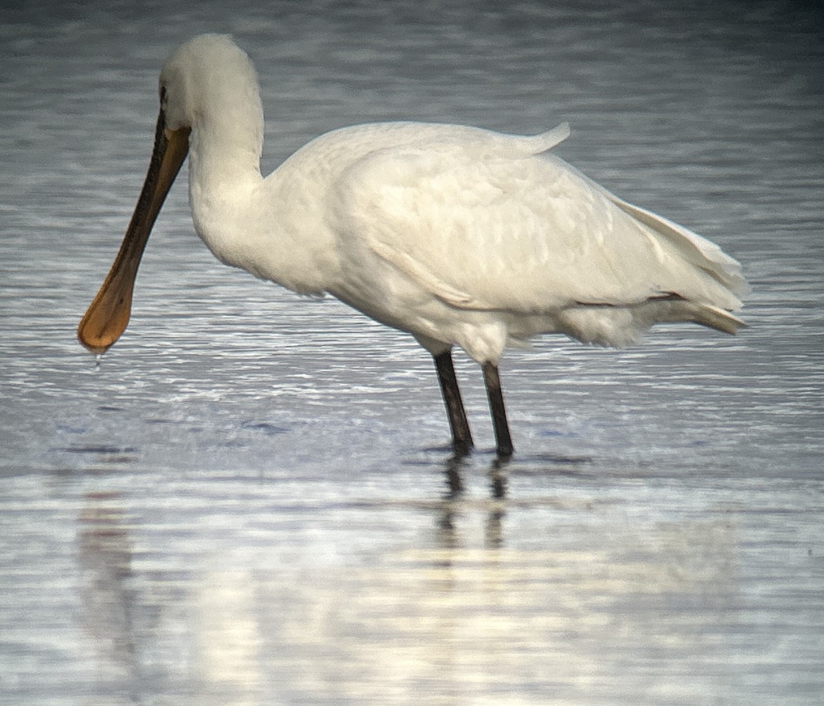 Eurasian Spoonbill - ML642973754