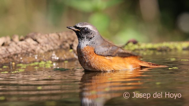 Common Redstart - ML642973755