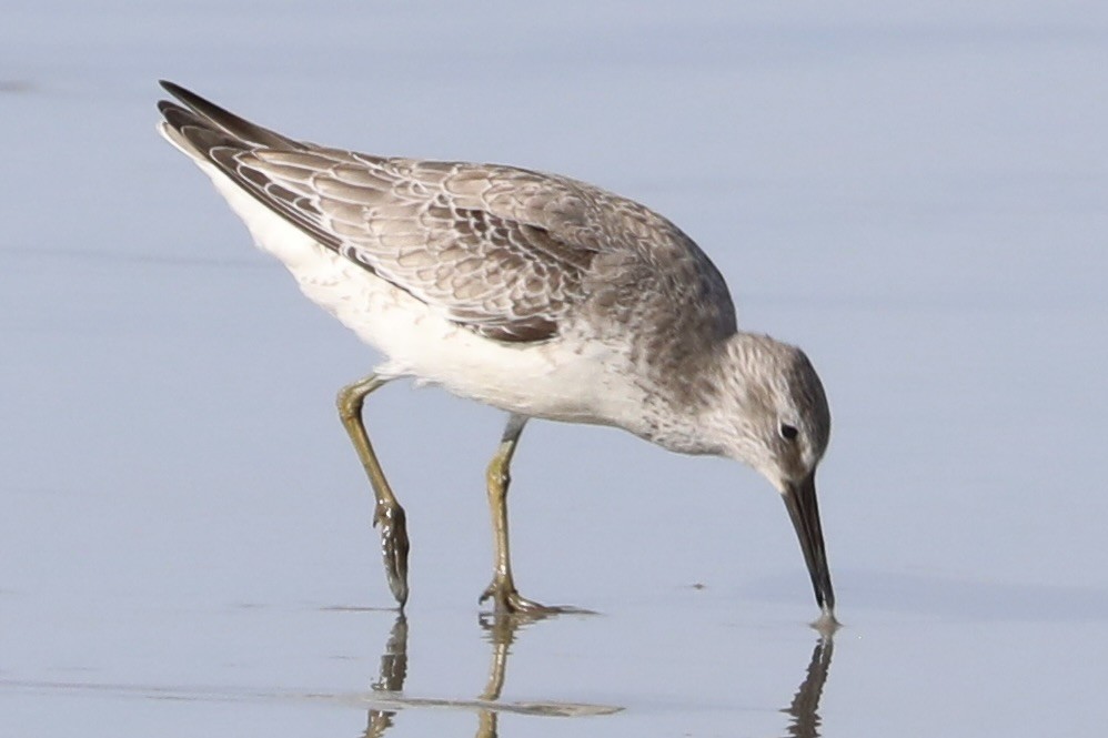polarsnipe - ML642973761