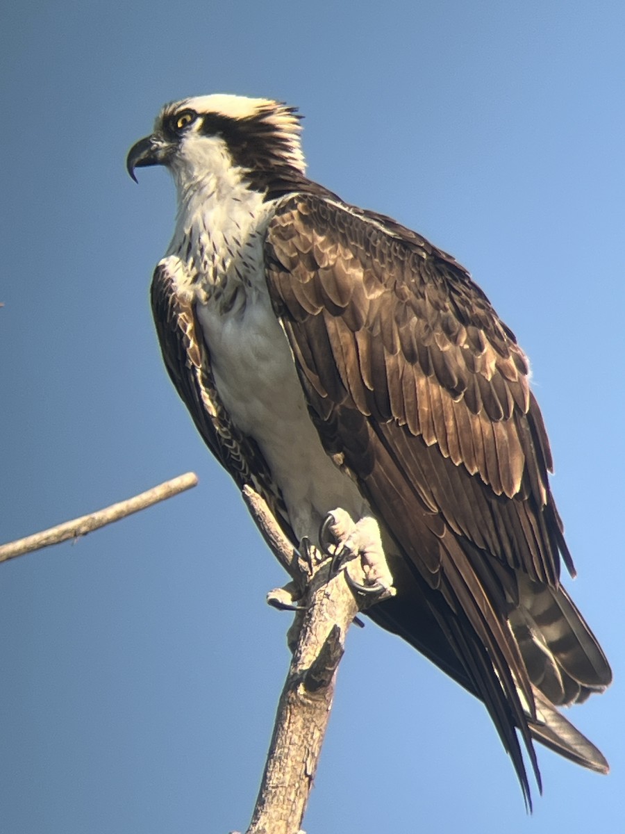 Osprey - ML642973762