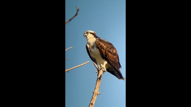 Osprey - ML642973764