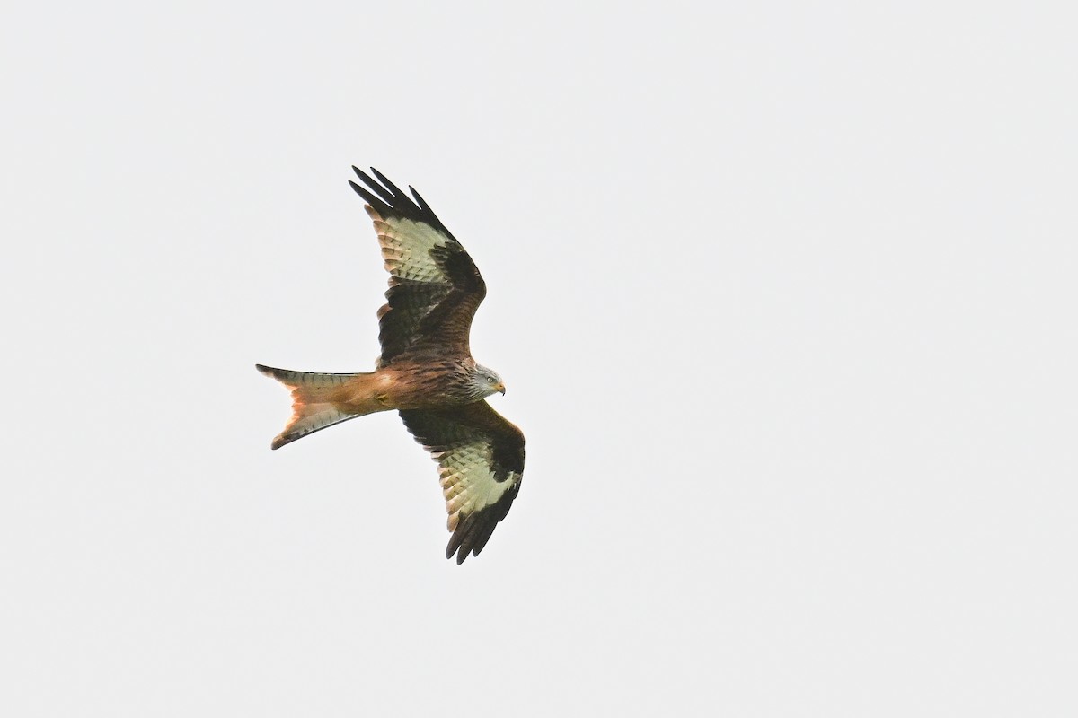 Red Kite - ML642973768