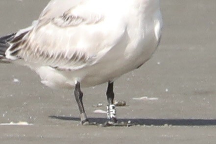 Royal Tern - ML642973771